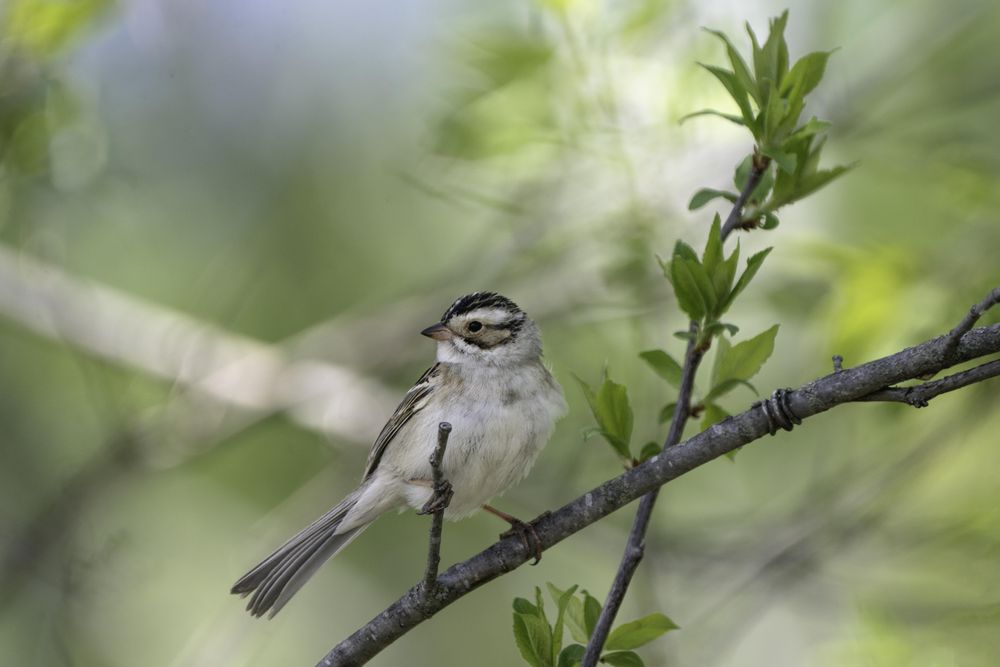 Clay-colored sparrow at Murphy-Hanrehan Park Reserve in Savage, Minnesota