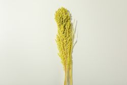 Bouquet of yellow reed grass in plain room