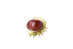 Fresh and ripe chestnut, isolated on plain background