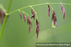 Purple wild rice staminate spikelets on Big Sandy Lake 5aD1d0
