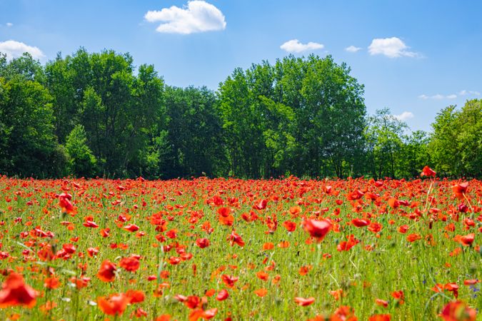 Poppy field with trees under blue sky with fluffy clouds