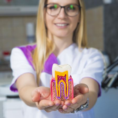 Close up of dentist in glasses holding out a plastic anatomical model of tooth
