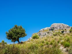 Shrubs and tree near rocky cliff