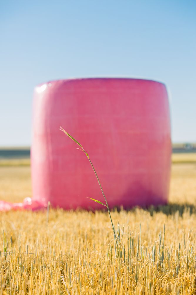 Bales wrapped with pink plastic