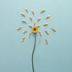 Orange flower on blue background with petals
