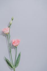 Creative flat lay composition with spring flowers and gray background
