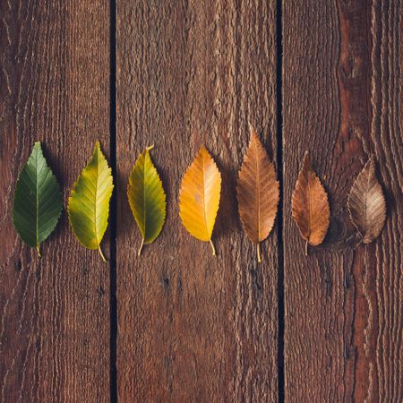 Autumn leaves from green to red on dark wooden background
