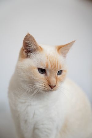 Beautiful cat portrait with orange ears and blue eyes