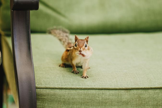 Brown squirrel on a couch