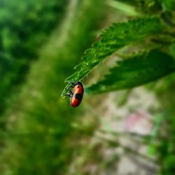 Ladybug on a leaf
