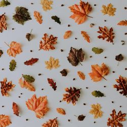 Lay out of autumnal pattern with leaves and nuts on light background