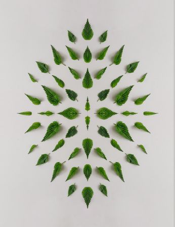 Pattern of nettle leaves on light  background