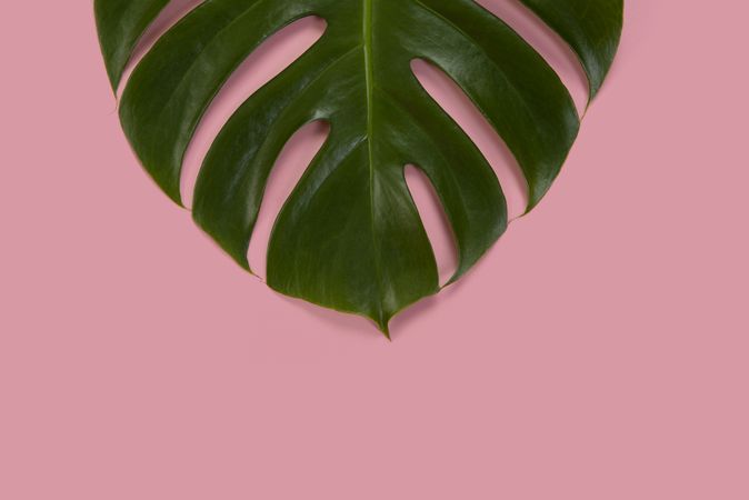 Top part of a green monstera leaf on a pink background
