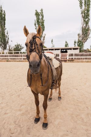 Calm brown horse standing at paddock