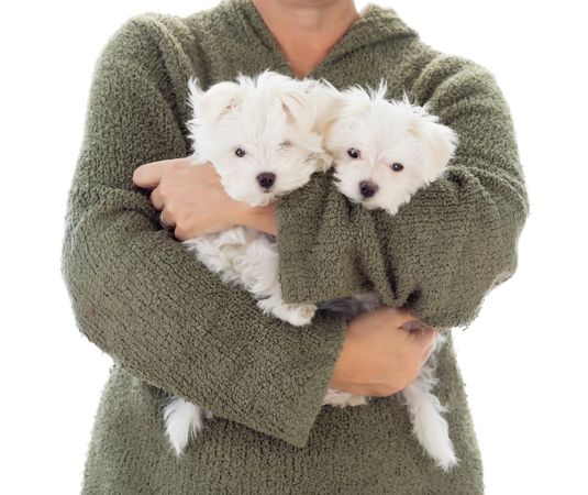 Woman Holding Two Young Maltese Puppies