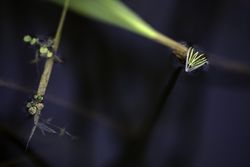 A wild rice staminate spikelet floats in the water