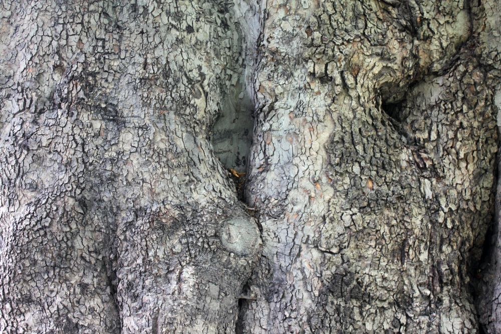 Close up texture of flakey tree trunk