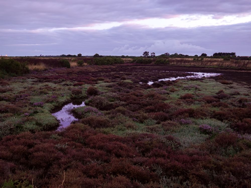 Marshland with stream at sunrise on Ile de Re, France