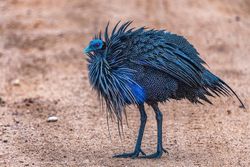 Vulturine Guinea Fowl, Tsavo, Kenya
