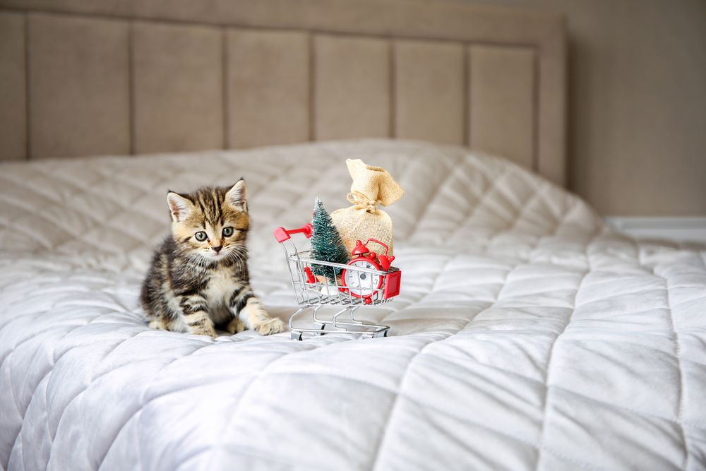 A little cat is sitting near shopping cart with Christmas gifts. The concept of preparing for the New Year.