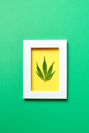 Cannabis leaf in frame on green background