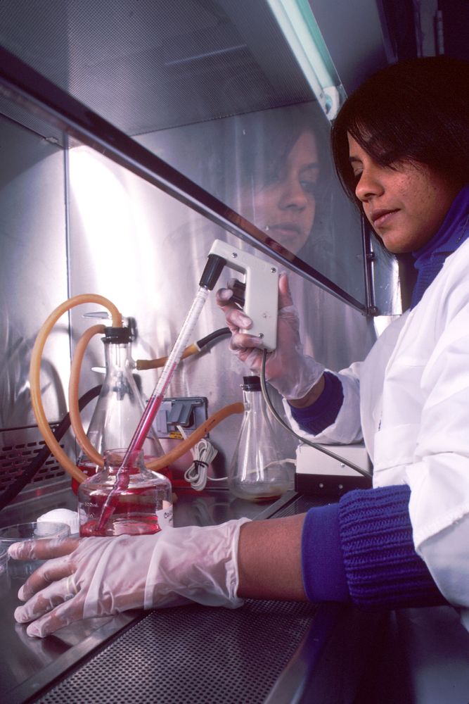 A female scientist is conducting research with cultures