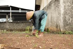 Side view of farmer weeding plants barefoot on the ground