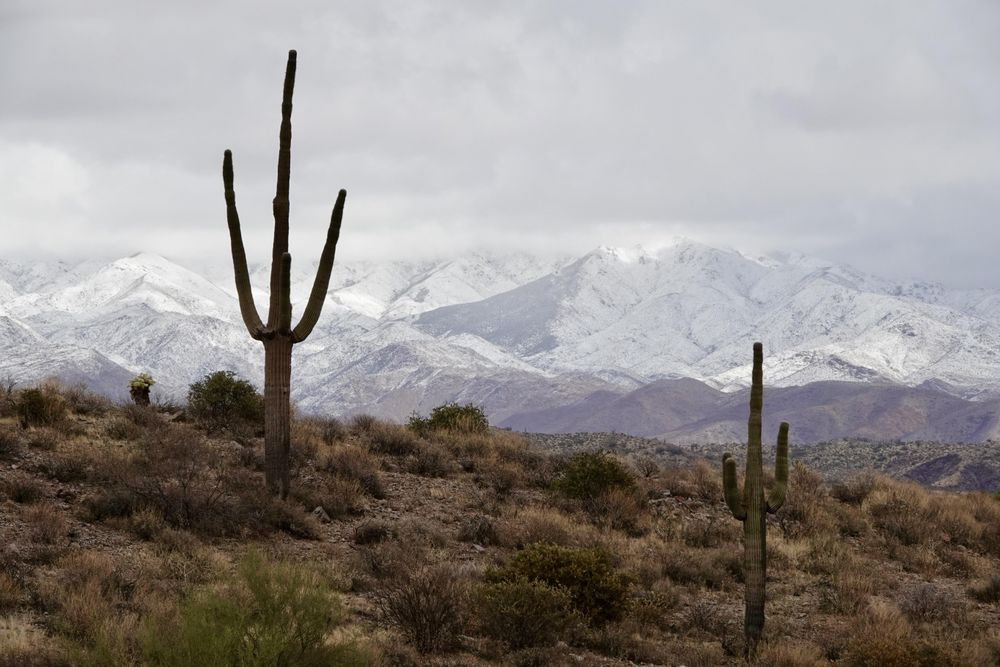 Two cactuses on field