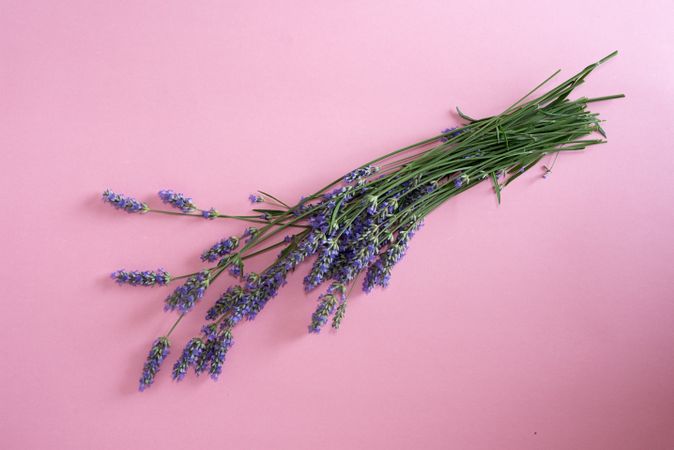 Lavender flower flat lay on a pink background