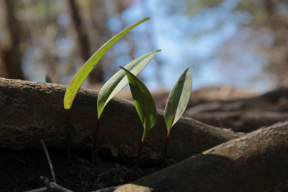 Four Leaves Sprouting Between Tree Roots