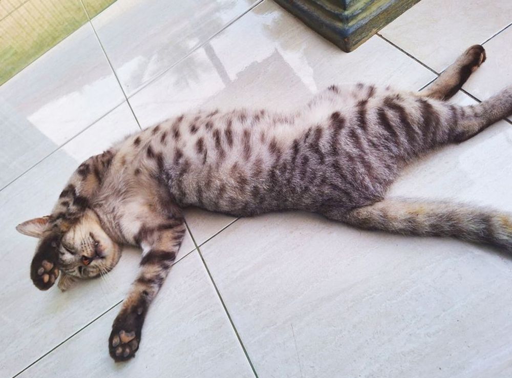 Cat