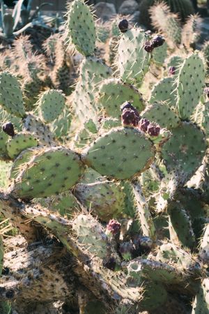 Close-up cactus