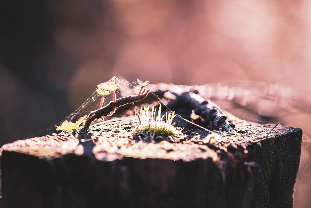 Close up of mossy growth on a cut tree trunk