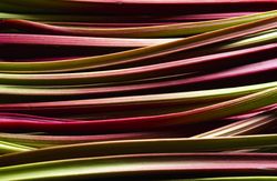 Rhubarb stalks close-up