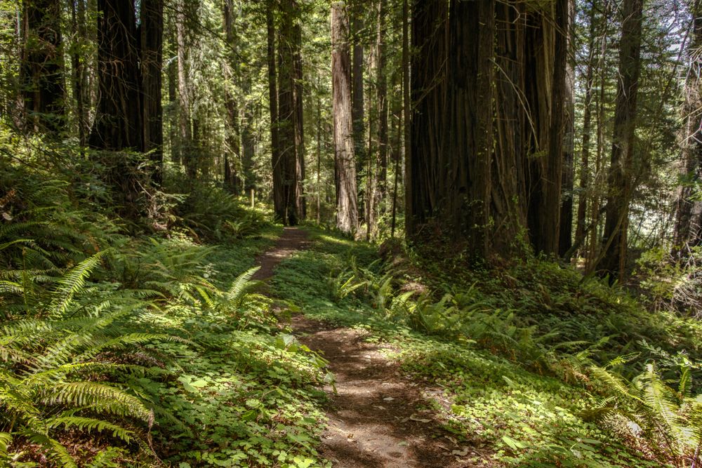 Muddy pathway in a green forest