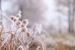 Frosted dry plants on a lake
