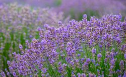 Summer meadow with flowering lavender