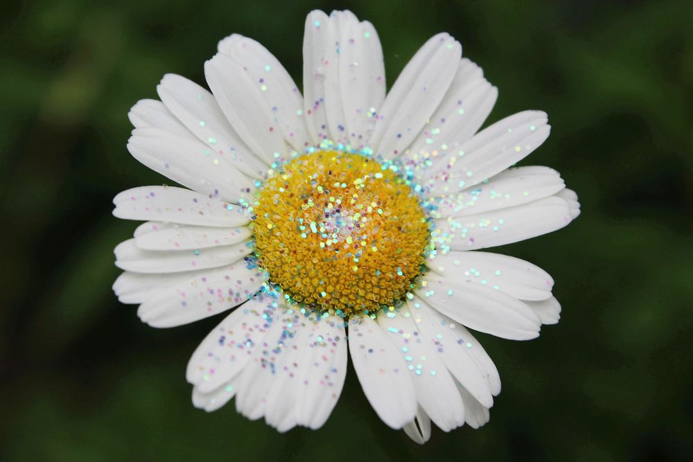 Daisy with Glitter