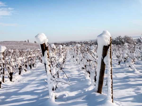 Alsace vineyards under heavy snow on a sunny winter day. Details and top view.