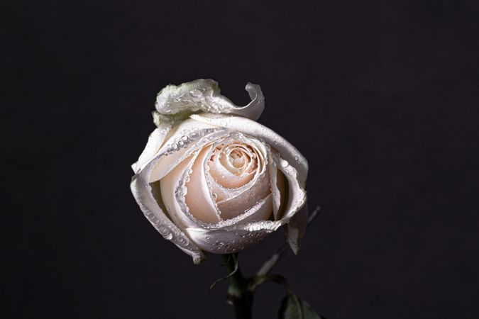 Light rose with dew in dark studio