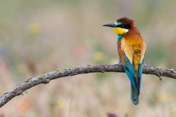 Bird standing on tree branch