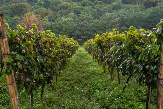 The vineyard in Lopota, Georgia