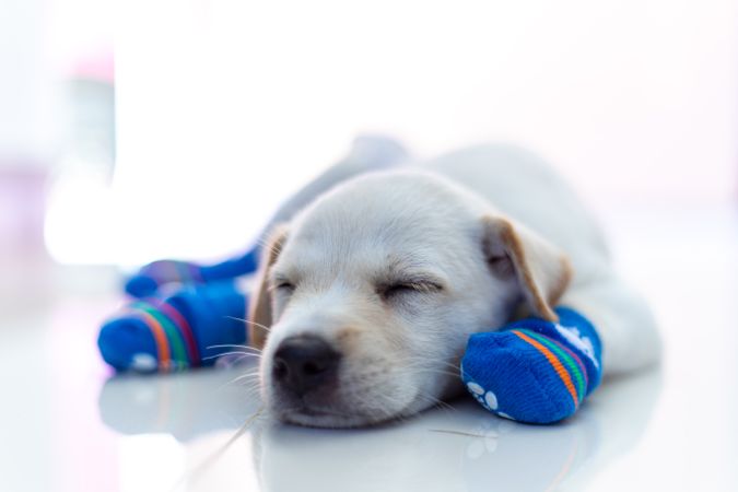 Labrador retriever puppy wearing blue socks laying on floor
