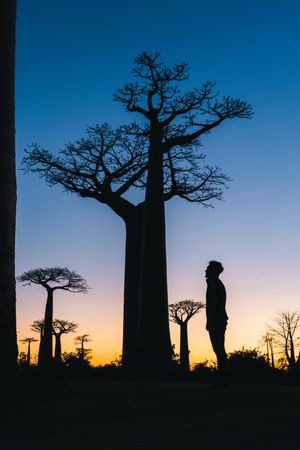 Comparison of human and giant baobab height on sky background during sunrise