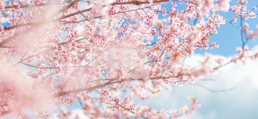 Wide shot of pink cherry blossom tree against a blue sky with clouds