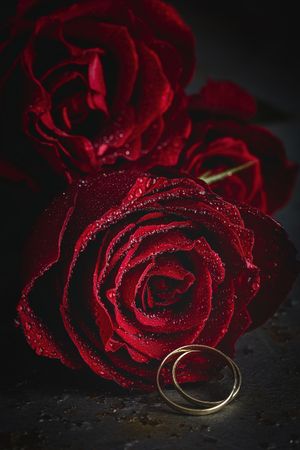 Red roses with dark background with wedding ring
