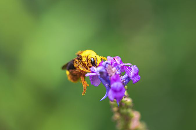 Close up of bumble bee face on purple buds
