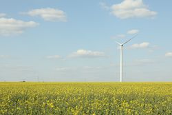 Beautiful rapeseed field with windmills against blue sky
