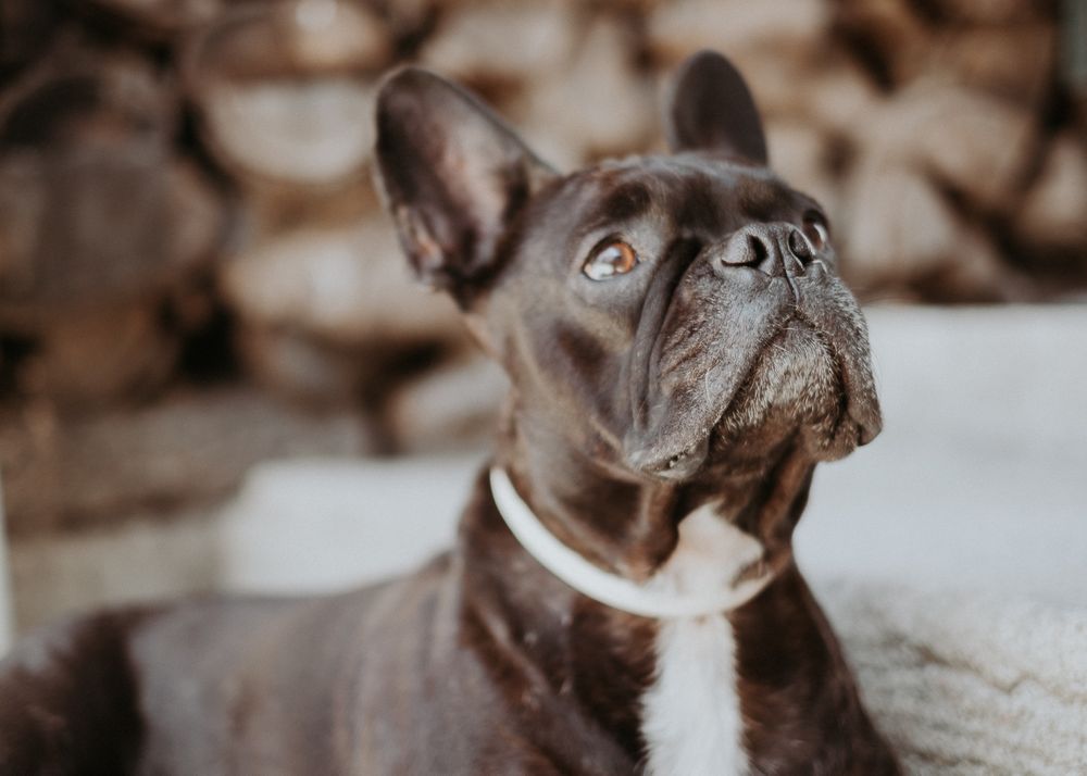Cane Corso puppy standing outdoor