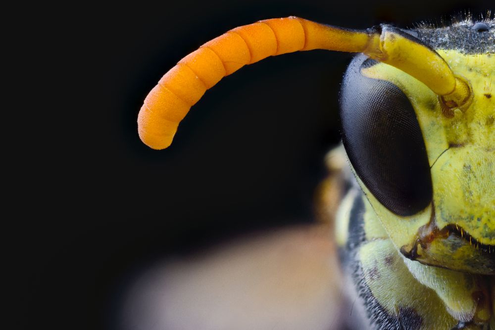 Yellow cute magnified wasp with orange antennae and dark eyes
